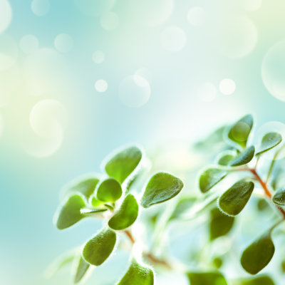 Green Nature Background by Jeja