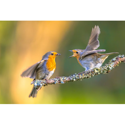 Delmore Robin Bird by CreativeNature_nl - Wrapped Canvas Print