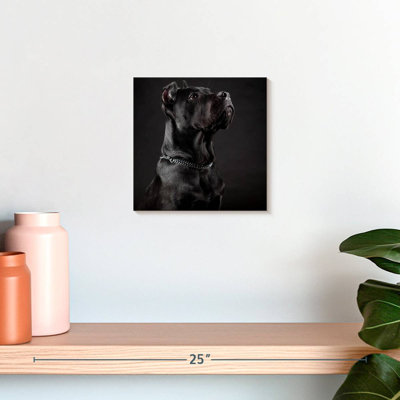 Brampt Dignified Cane Corso Dog
