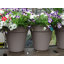 Bojorquez Pot Planter-317792791-317792784