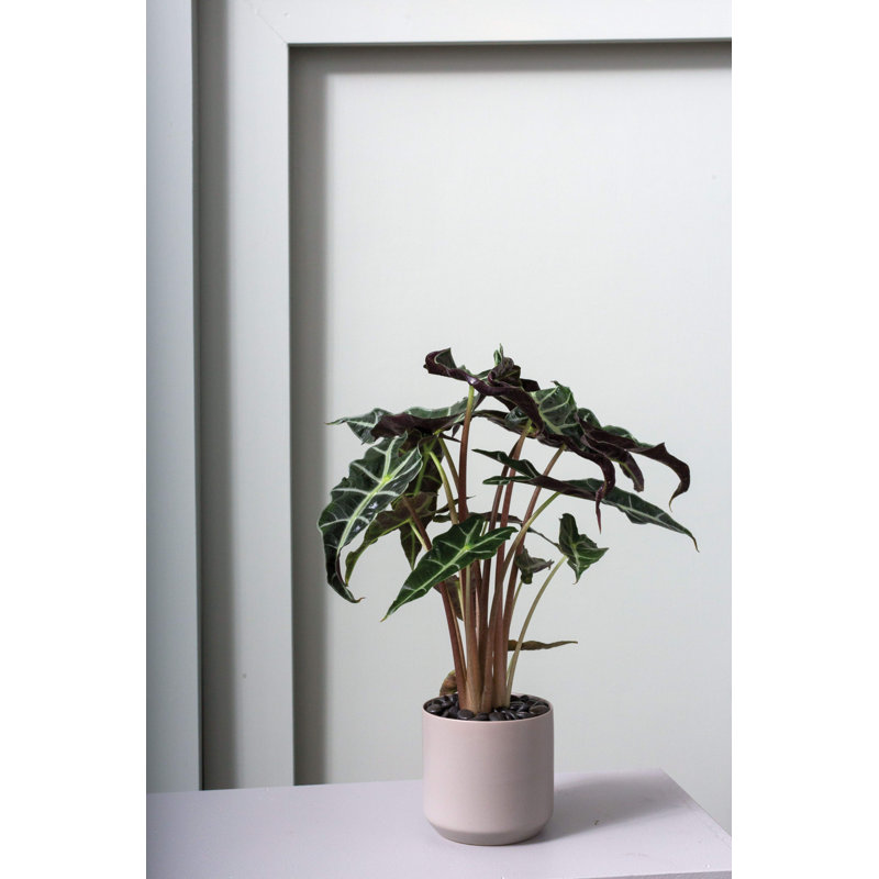 Parsons Handmade Ceramic Pot Planter, Gray, 11.75" H x 12" W x 12" D