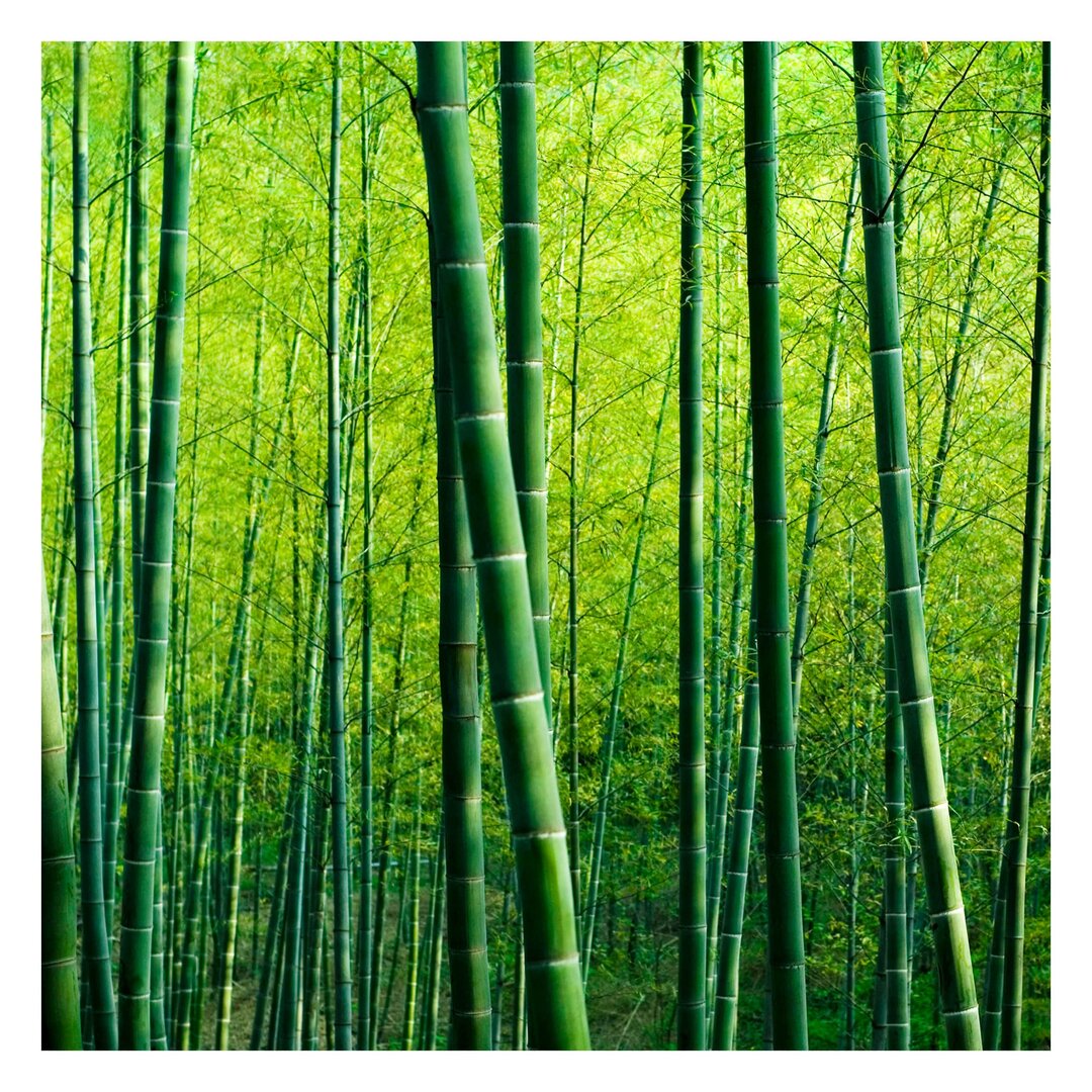 Strukturierte Fototapete Bamboo Forest 1,92 m x 192 cm