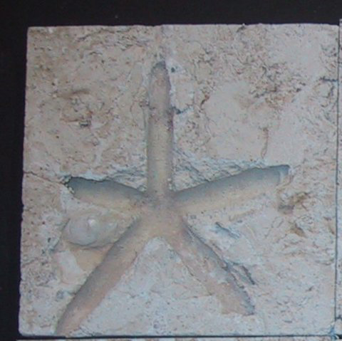 6" x 6" Cement Star Fish Fossil Impression Medallion Tile in Buff