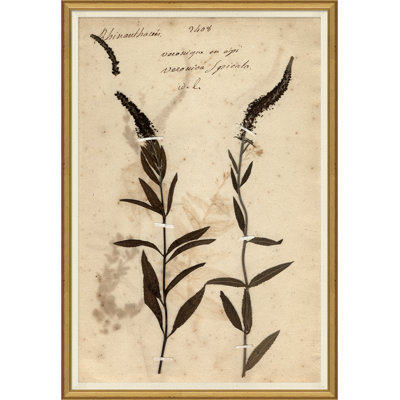 Herbarium 7 Giclee Print by Soicher Marin Archives