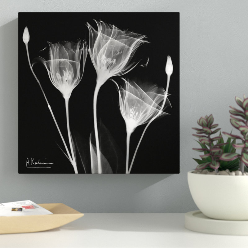 Gentiane blanche - impression sur toile tendue, H 48 po x l 48 po