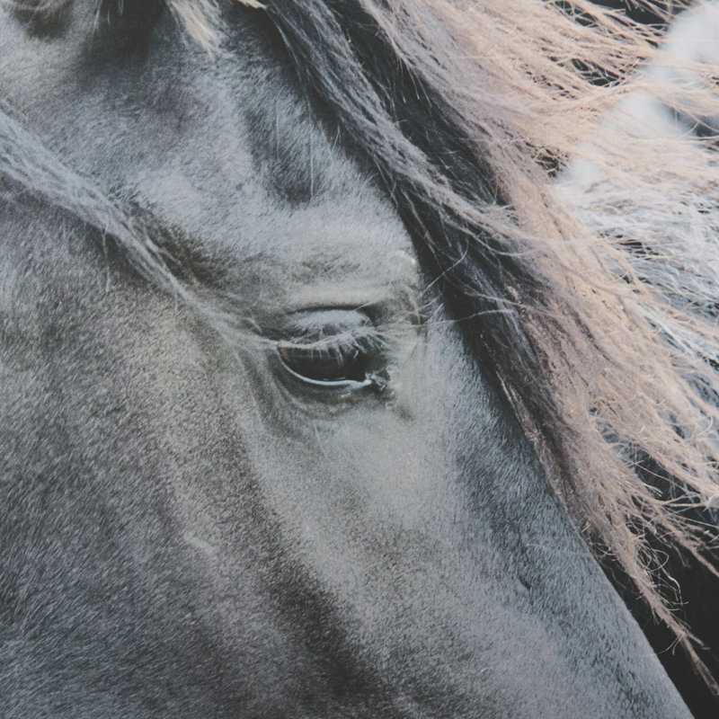 «Majestic Admiration a», reproduction d'art encadrée sous verre