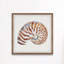 «Tiger Shell», reproduction encadrée-395833624
