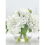 Véritable hydrangée dans un vase-1721809808