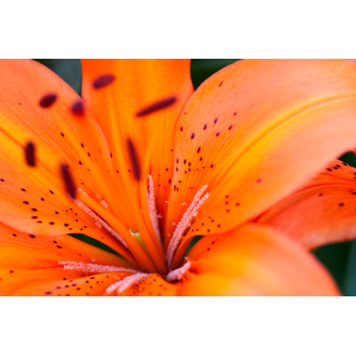 Tiger Lily by H0Rde