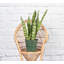 Live Zeylancia Snake Plant