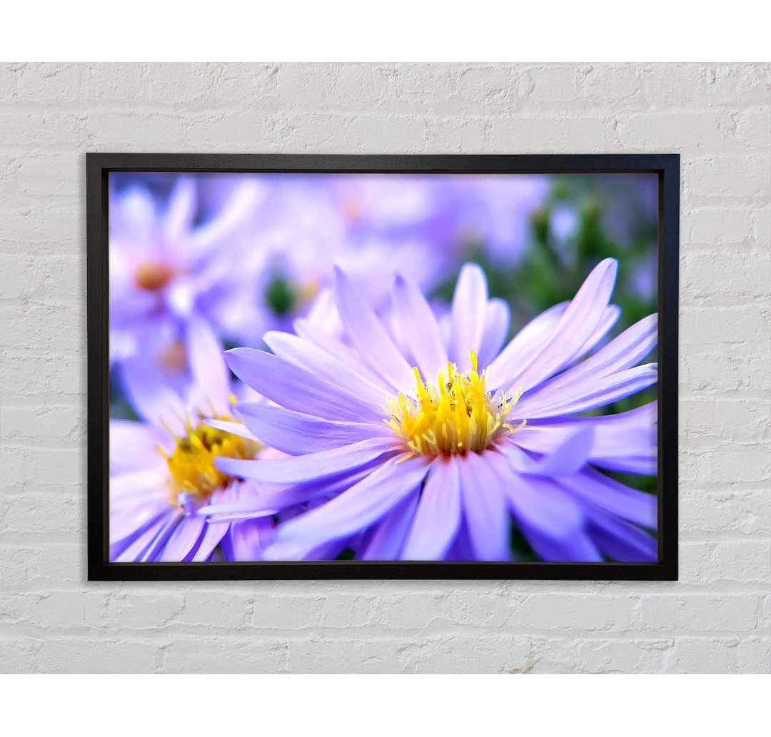 Pretty Violet Flowers - Einzelne Bilderrahmen Kunstdrucke auf Leinwand