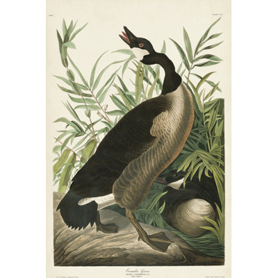 Pl 201 Canada Goose