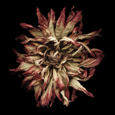 Dried dahlia 154895053