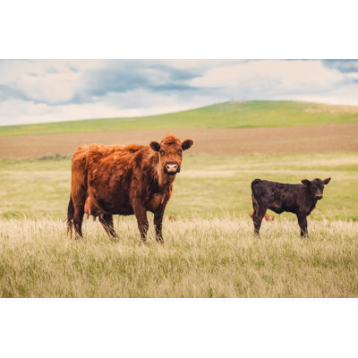 Red Angus Cow - Wrapped Canvas Print