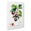 Ripe Plums by Pierre-Joseph Redoute - Wrapped Canvas-55323462