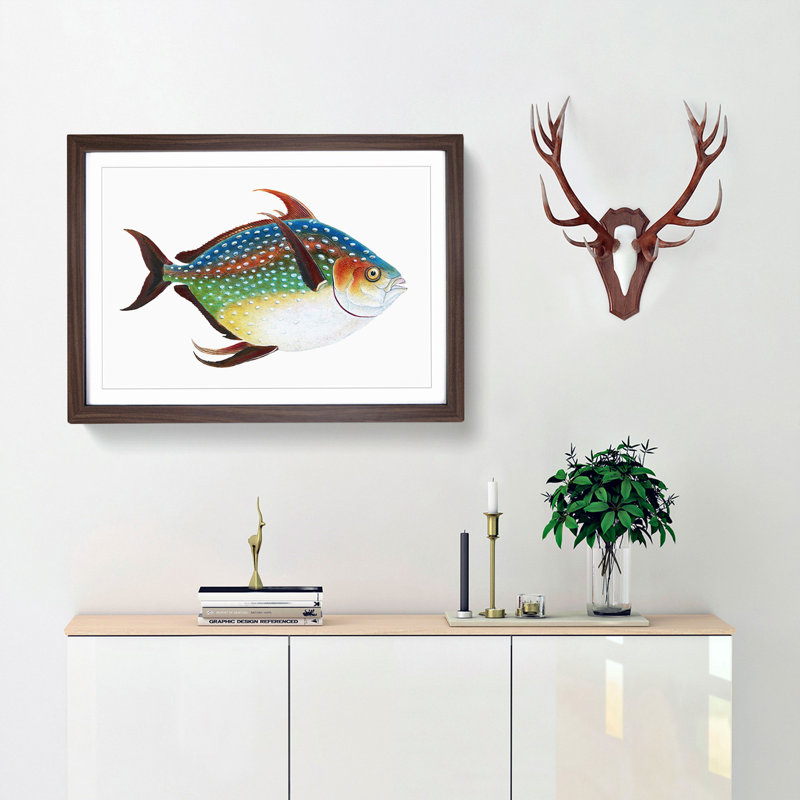 Opah Fish by Edward Donovan - Framed Print, 36cm H x 48cm W x 2cm D, Walnut Framed