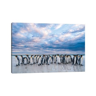 King Penguins on the Beach, Volunteer Beach, East Falkland Island, Falkland Islands II 1 Piece Wrapped Canvas Wall Art