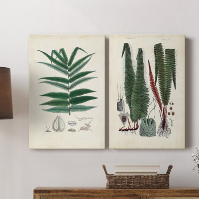 Collected Ferns IX-Premium Gallery Wrapped Canvas -Ready to Hang