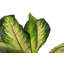 130cm Faux Banana Leaf Plant in Pot