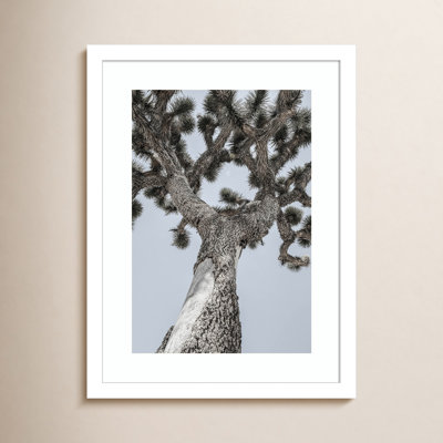 Daisey "Joshua" Print by Shot by Clint