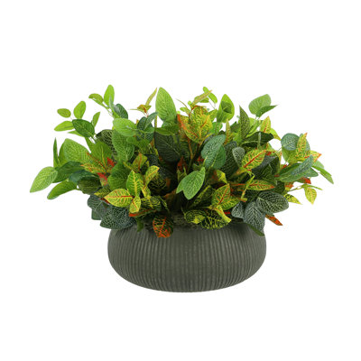 Outdoor Croton And Fittonia Arrangement In A Round Fiberstone Planter