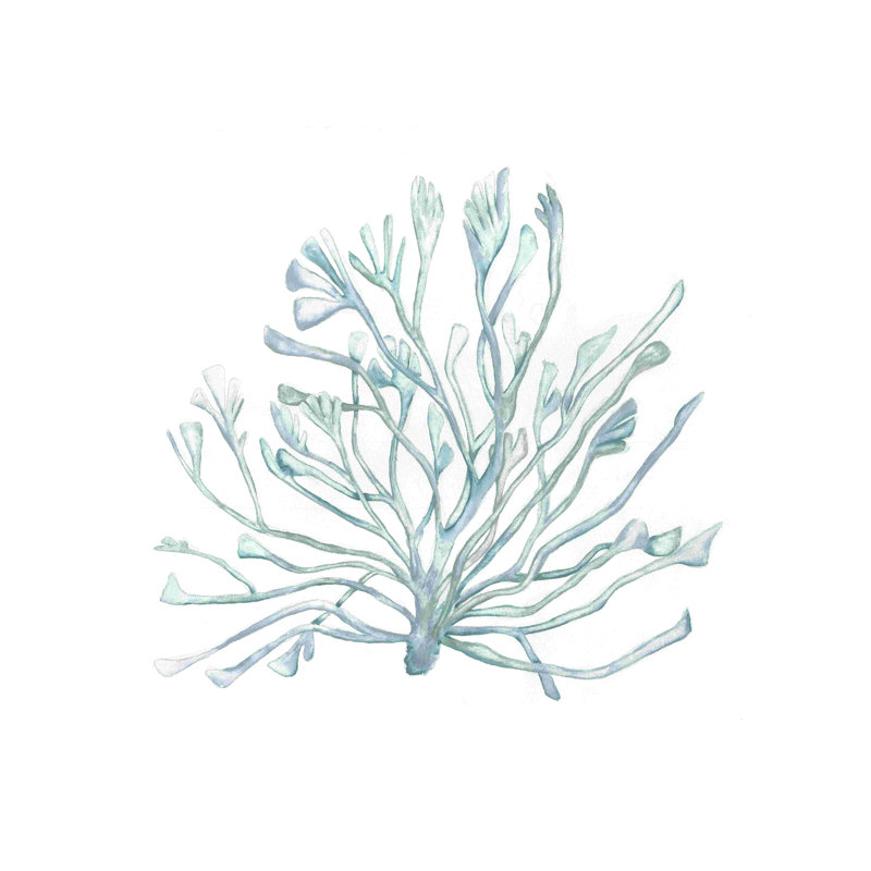 Corail gris botanique, H 12 po x l 12 po