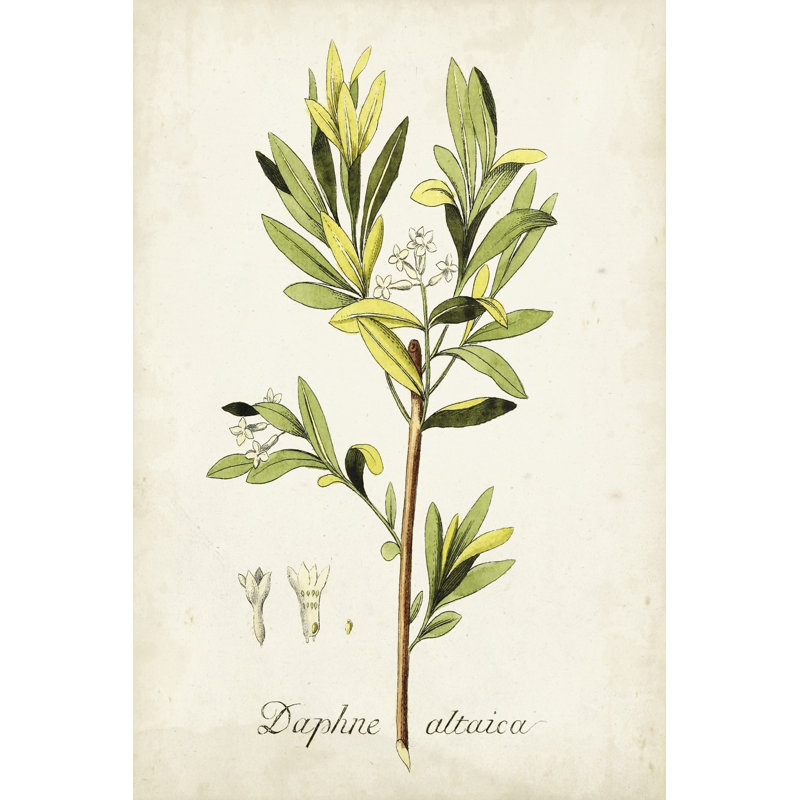Antique Herb Botanical IV - Wrapped Canvas Painting, 46cm H x 30cm W