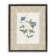 Cadre flottant rétro avec plaque botanique, design par Val Rhodes-496455595-496455593