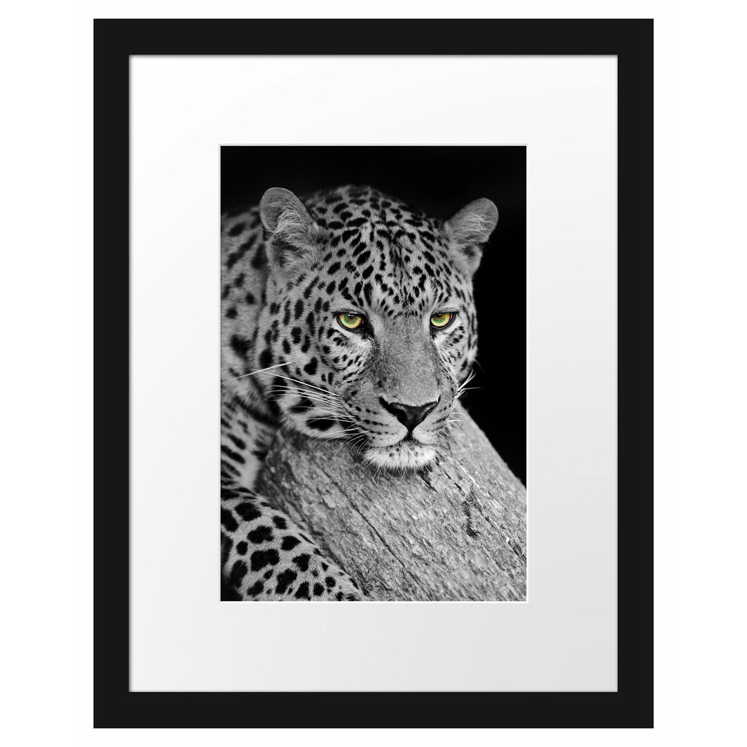 Gerahmtes Poster Ruhender Leopard