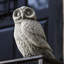 Night Owl Statue-13914413