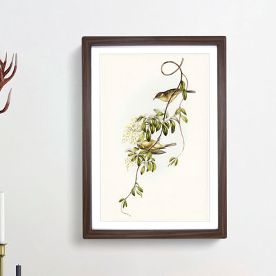 Fuscous Honeyeater Birds by Elizabeth Gould - Framed Print