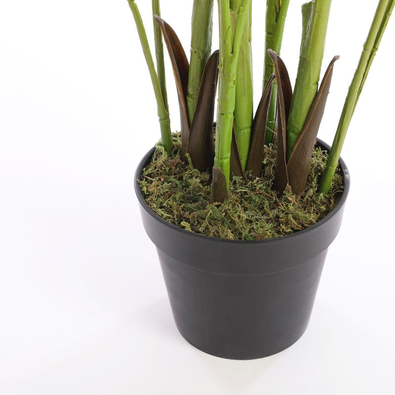Palm Plant in Pot, 140cm H x 130cm W x 130cm D