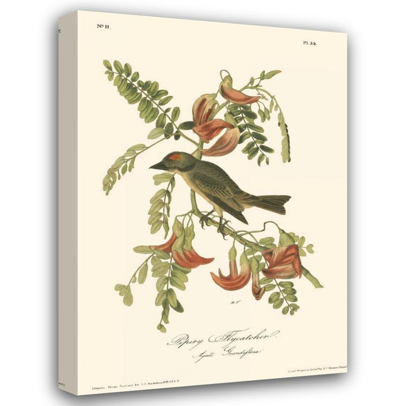 «Red Barrel Studio® Audubon, John James», art sur toile tendue sous le titre: Mouchoir