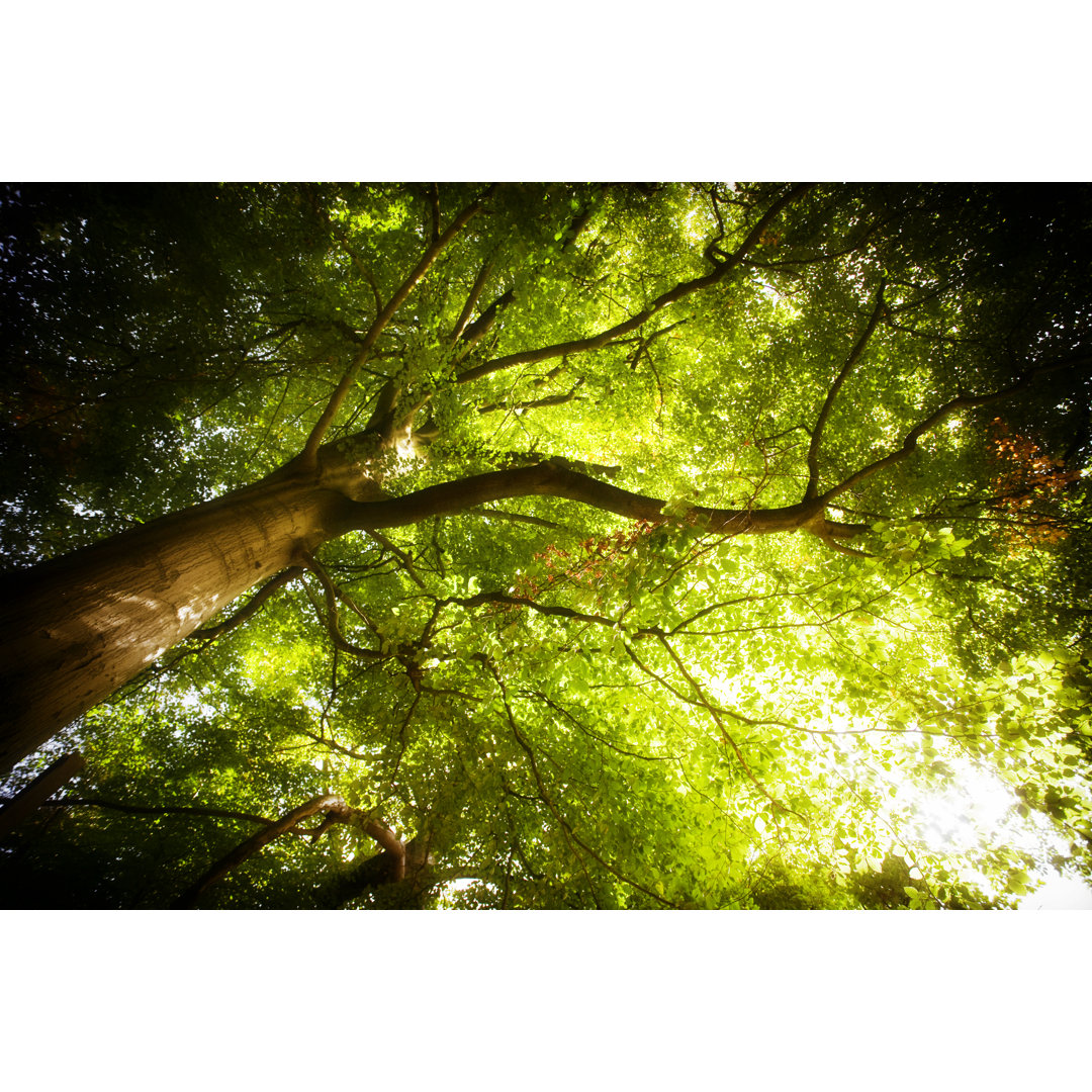 King Of The Forest - Baum von Duncan1890 - Kunstdrucke auf Leinwand ohne Rahmen