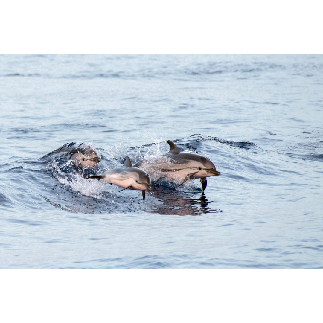 Dolphin While Jumping by Andrea Izzotti - Wrapped Canvas Print