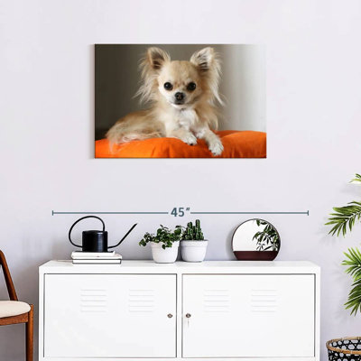 Crowle Chihuahua On Pillow