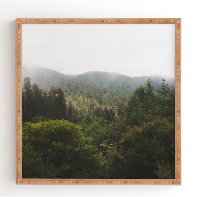 " Northern California Redwood Forest " Print