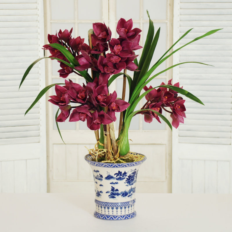Plante cymbidium en pot ovale