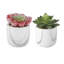 Ensemble de 2 plantes succulent dans un pot