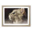 Curious Cat - Picture Frame Graphic Art Print-56708724-56708728