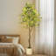 183cm Plant