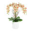 Orchids Arranged in Fiberstone Planter-427188112