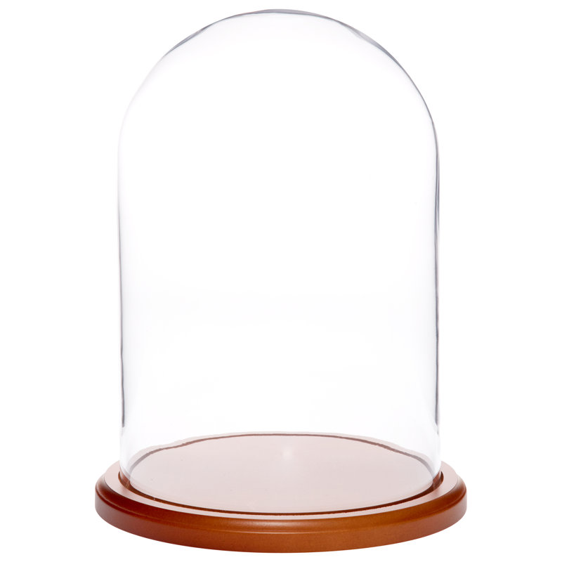 Jenett Glass Display Dome Cloche, Walnut MDF base, 12" H x 8" W x 8" D