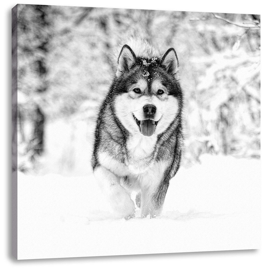 Leinwandbild Siberian Husky in Winter Forest