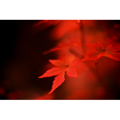 «Autumn Leaves» par Yue - photographie sur toile tendue