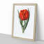 Red Tulip - Framed Print-55616534-55616537
