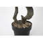Panama Bonsai en pot