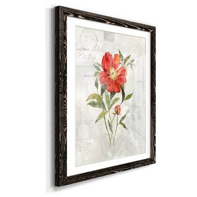 " Linen Peony "