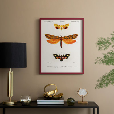 Vintage Animal Print XXIV Framed Print - Solid Wood