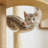 Cat Tree House